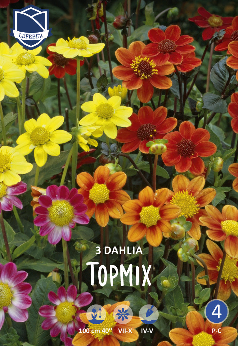 Dahlia Topmix